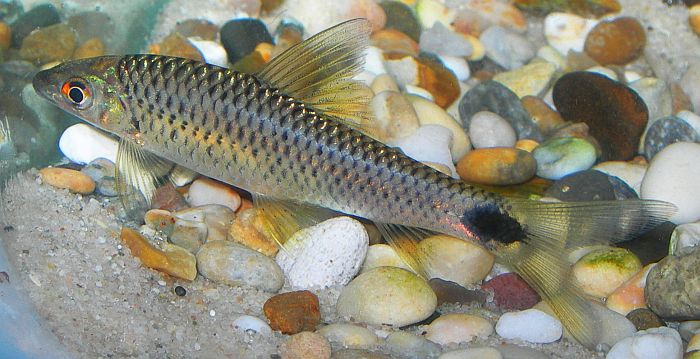 Young specimen; this is the size at which you are most likely to find it on sale.