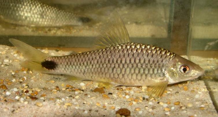 This magnificent adult specimen is owned by SF forum member Andy Rushworth.
