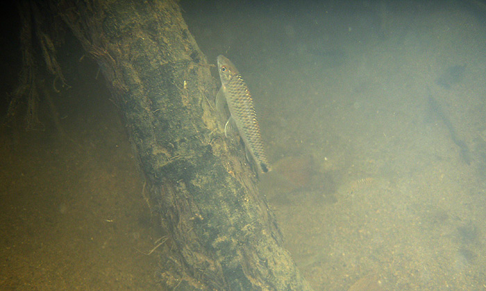 C. reticulatus underwater in the partially dried-out channel seen to the left of the previous image.