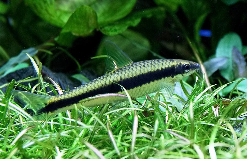 C. langei; note the relatively thick, straight dark lateral stripe.