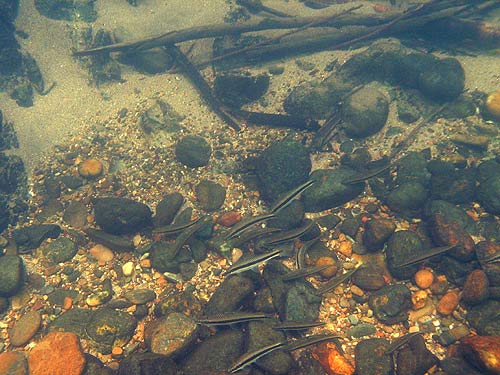 An unidentified species of striped Crossocheilus feeding in the Songgaria River, western Thailand.
