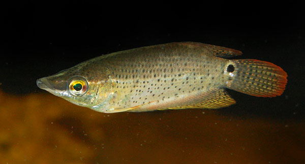 Subadult, possibly female, specimen.