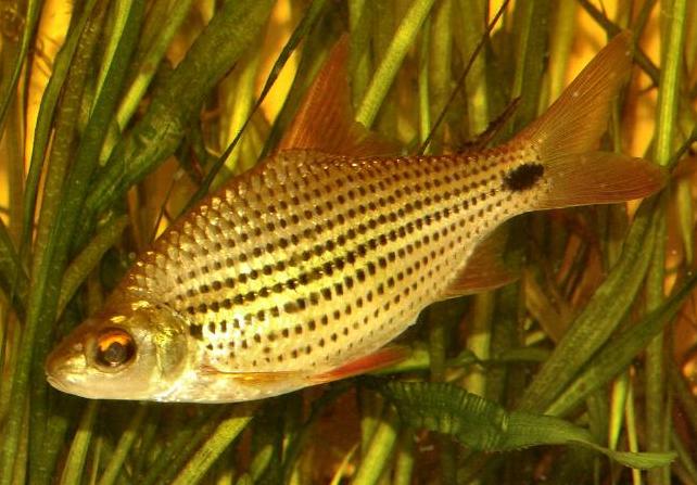 Subadult specimen from the UK aquarium trade.