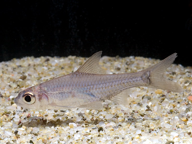 Young specimen of C. heteronema.
