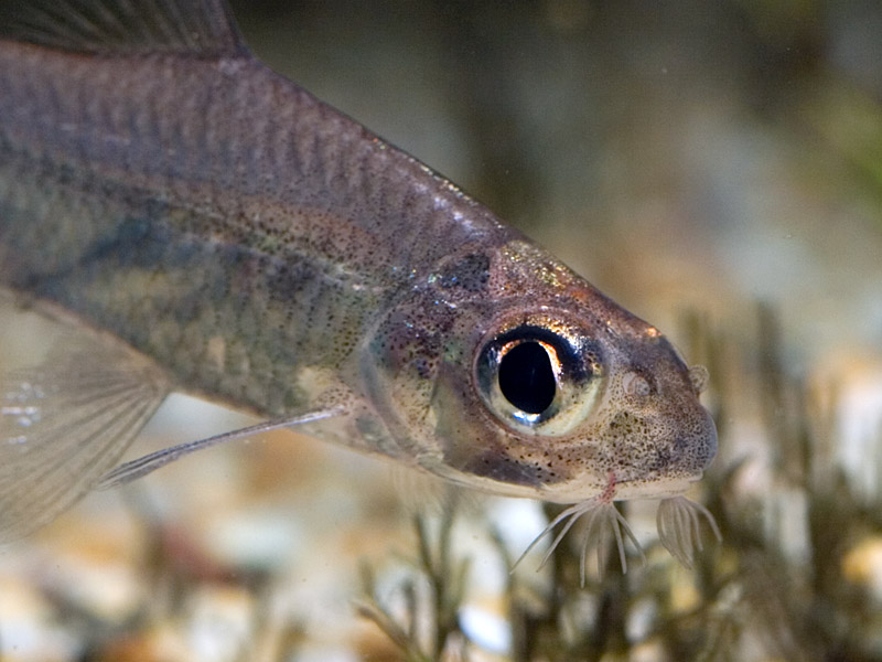 This species possesses unique fimbriated (fringed) barbels...