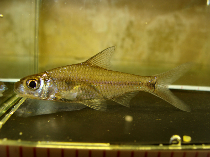 Specimen from the UK aquarium trade.