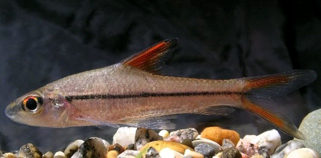 Another young specimen...