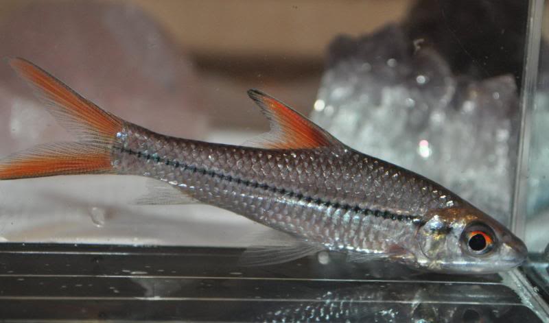Young, newly-imported specimen.