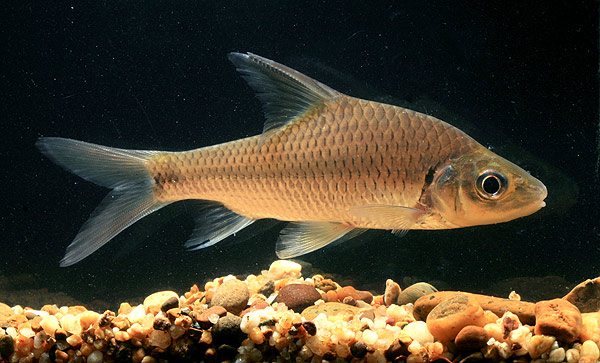 Subadult specimen from Thailand.