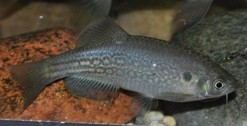 Adult female.