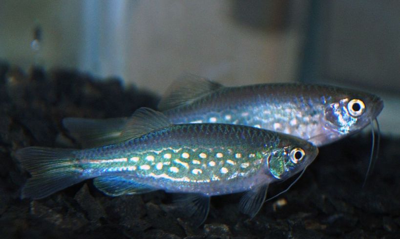 This fish was first collected in 2009 and appears to be a form of D. dangila.