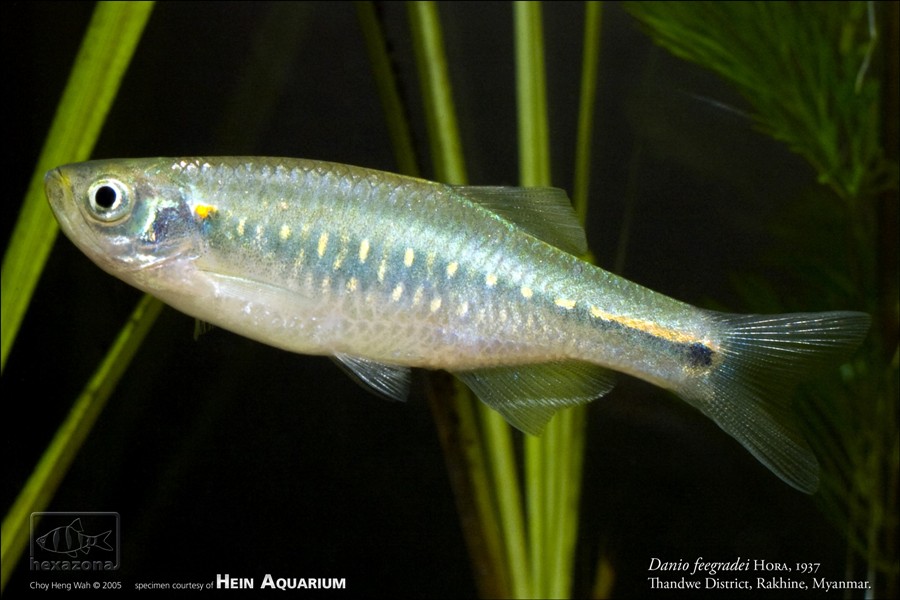 Another probable female.