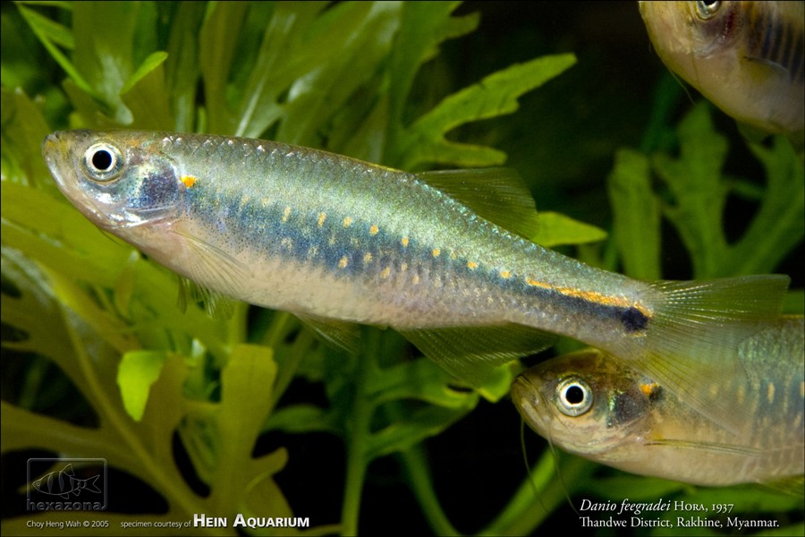 Female individual.