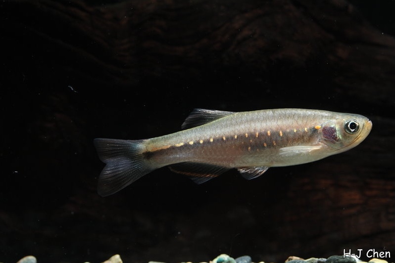 Young male specimen.