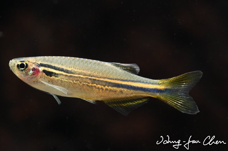 Another female.