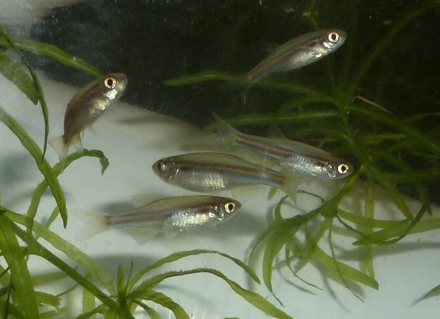 Aquarium-bred juveniles.