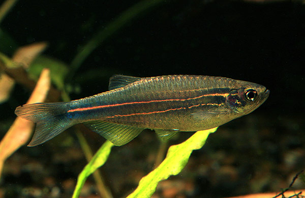 Specimen from mainland Thailand.
