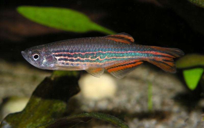 A male specimen of the striped form.