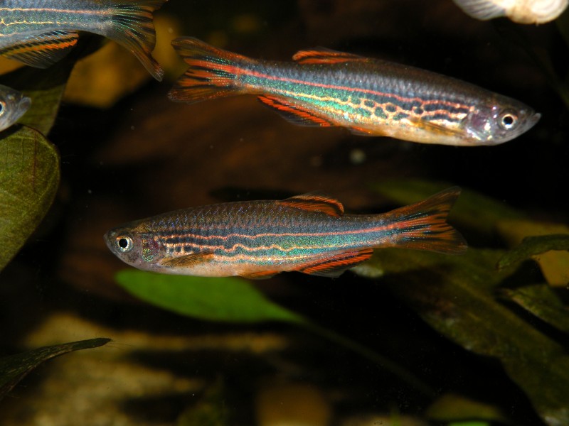 Nuptial males take on a more intense colour pattern.