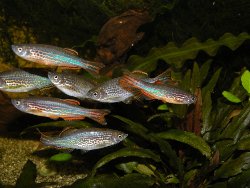 The differences between the sexes are clear in this mixed group of males and females.