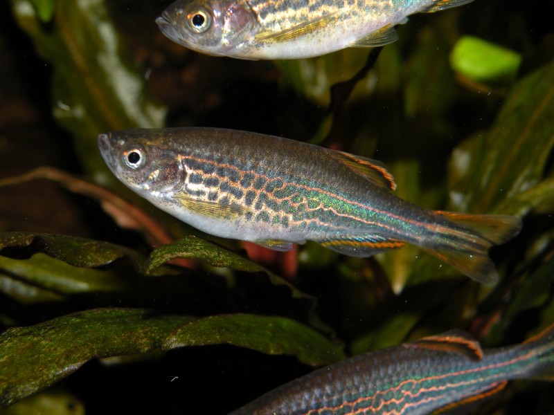 Some individuals from the aquarium trade display a colour pattern midway between spotted and striped.
