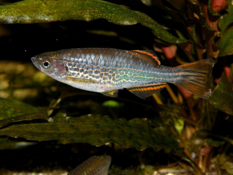 Mature females are larger, deeper-bodied and less colourful than males.