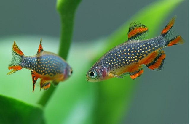 Note the split caudal-fin of the fish to the left; minor injuries such as this are not uncommon.