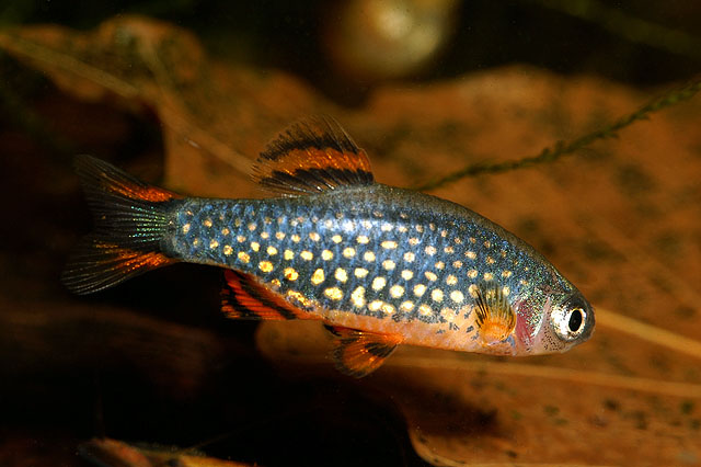 Another male specimen.