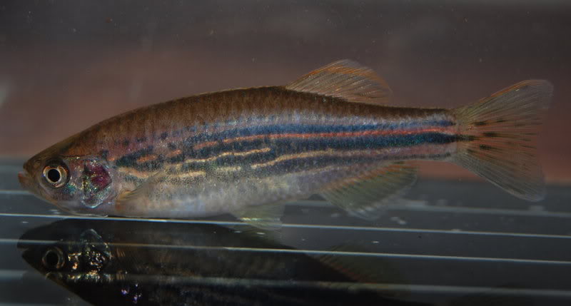 Females of the Meghalaya population are noticeably deeper-bodied and less colourful than males.