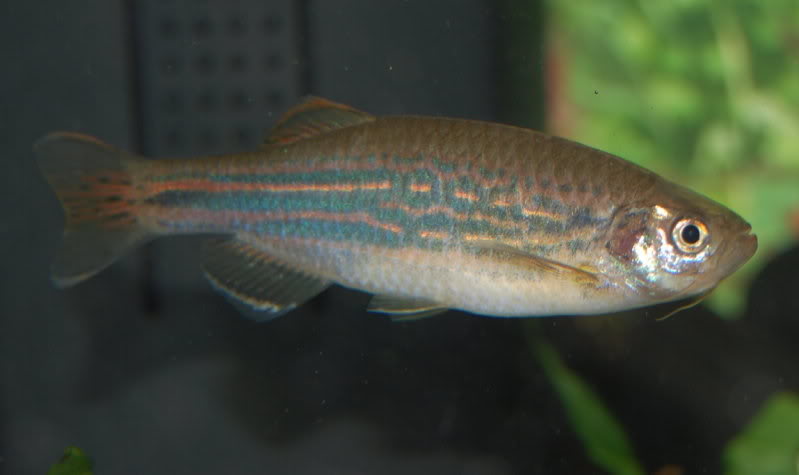 Female of the Meghalaya population.