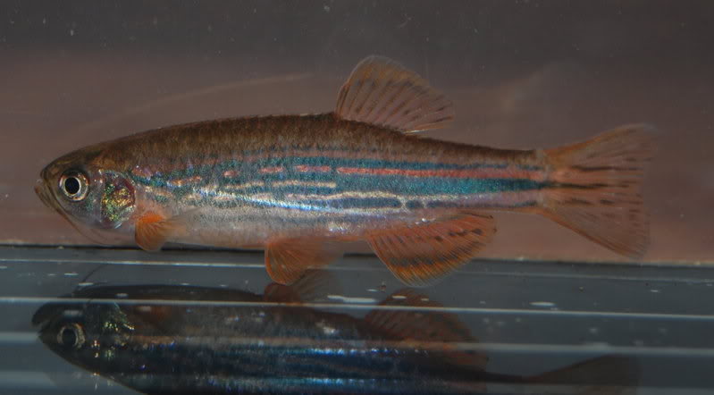 Male of the Meghalaya population, formerly referred to as Danio meghalayensis.