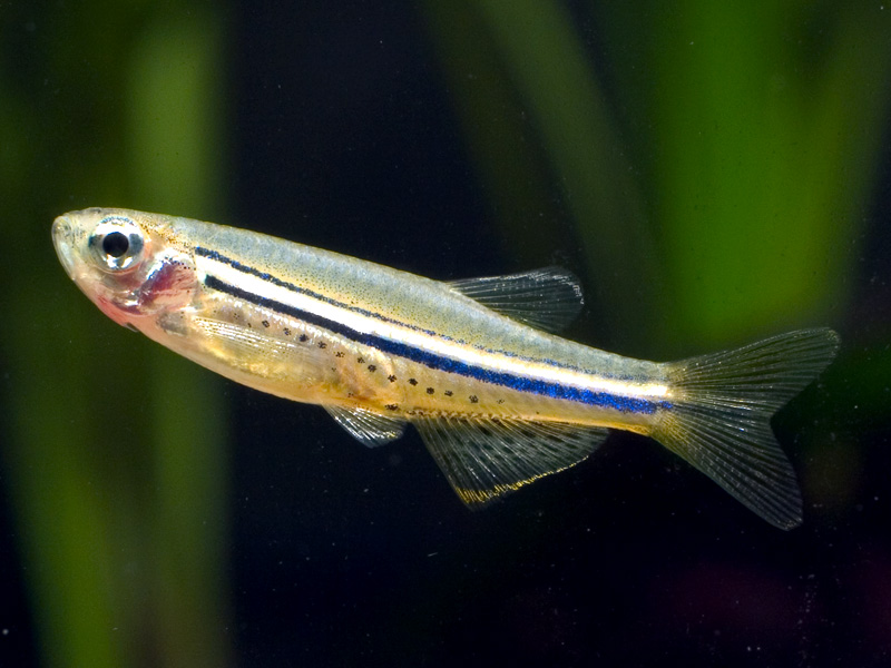 Male individual.
