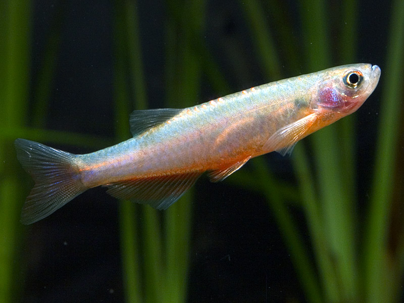 Putative male specimen.