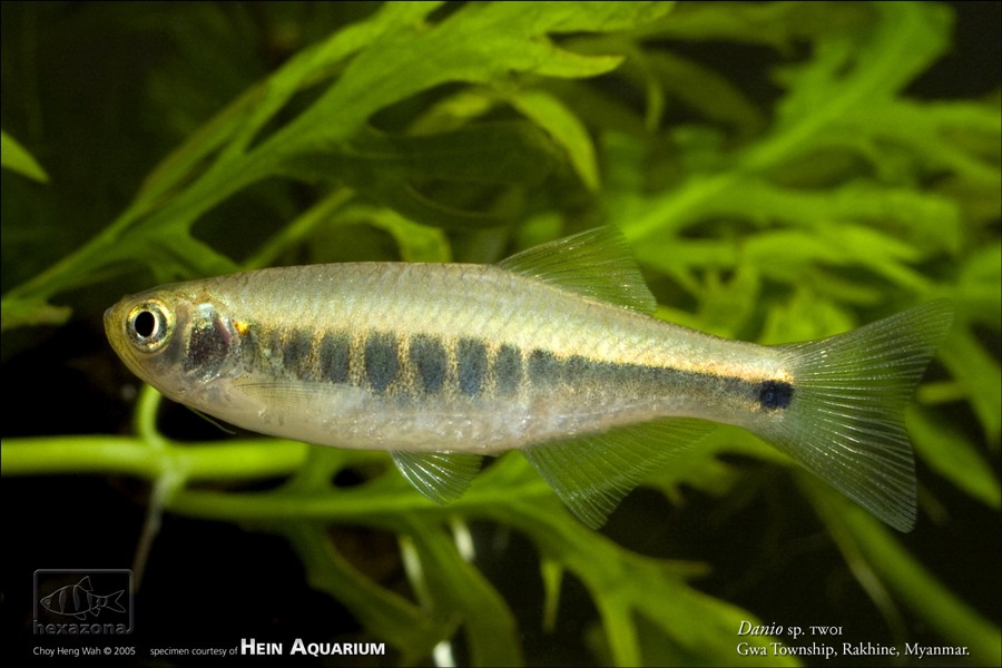 Another probable female.