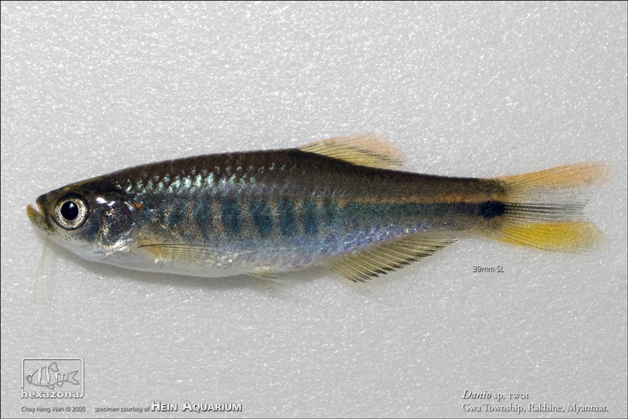 Freshly preserved specimen.