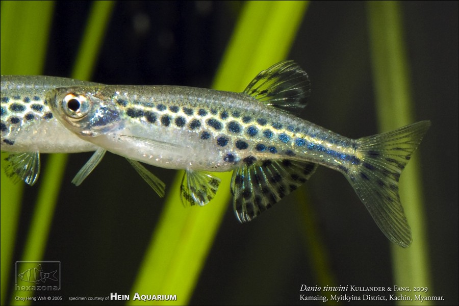 Male individual.