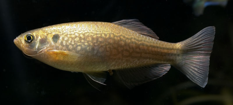 Adult male specimen.