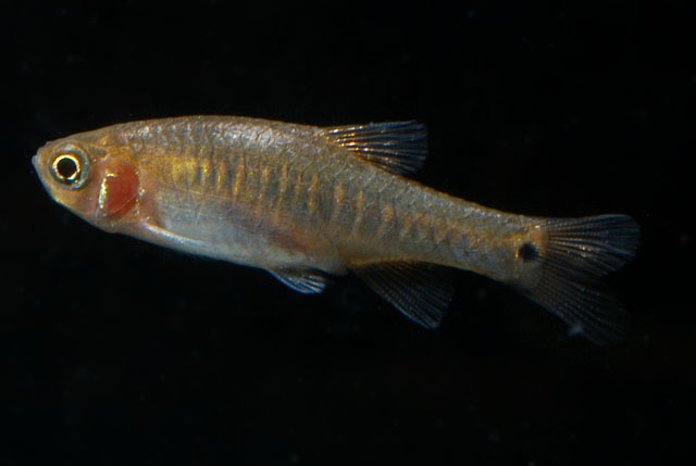 Adult female.