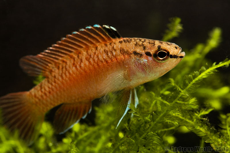 Dominant adult male specimen.