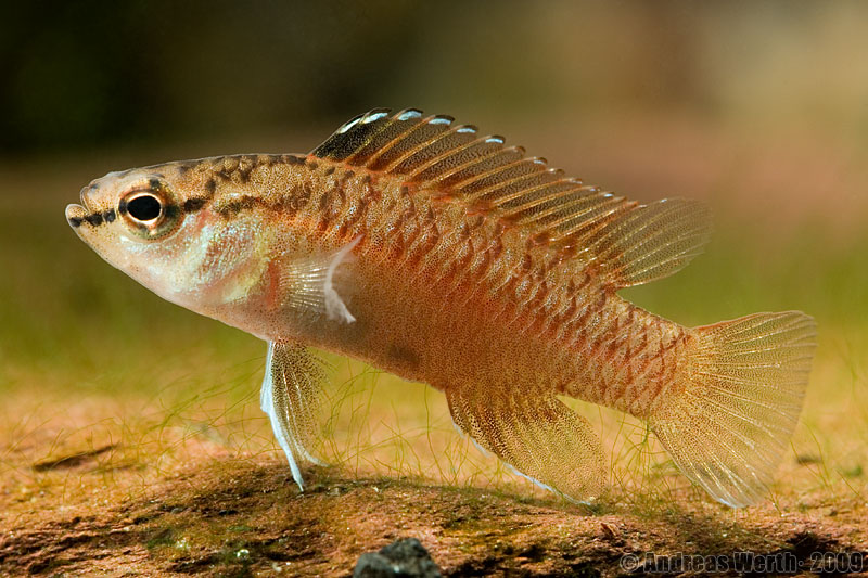 Subdominant male.