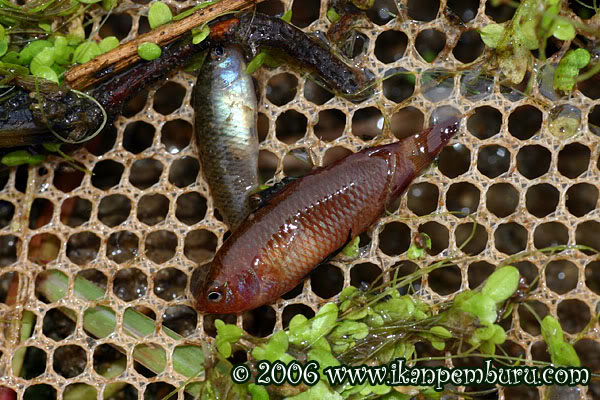 Freshly-collected wild specimens.