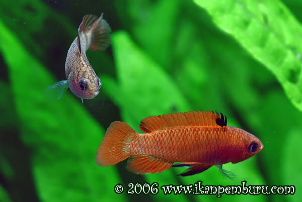A male displays to a female.