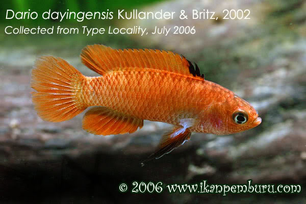 Wild adult male specimen collected from the type locality.