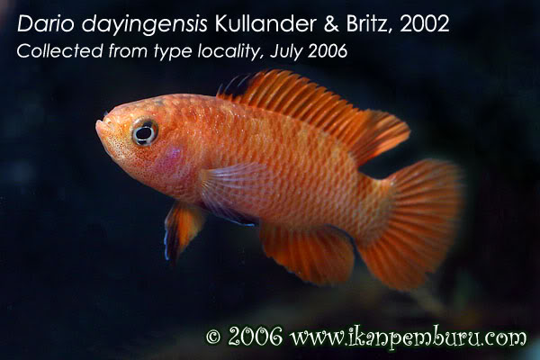 Dominant adult male individual.