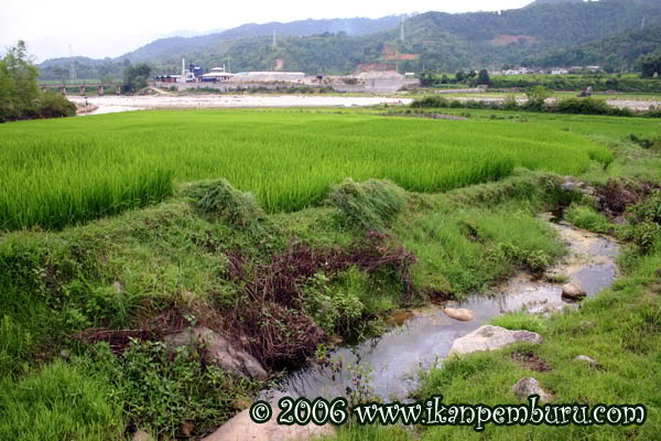 Type locality of Dario dayginensis in Yunnan Province, southwestern China (see 'Habitat').