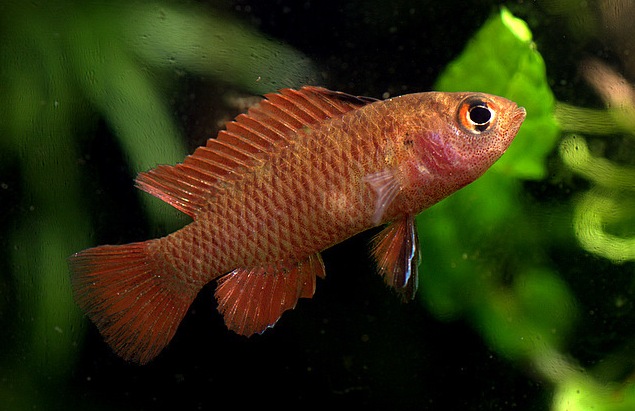 Male of D. hysginon.