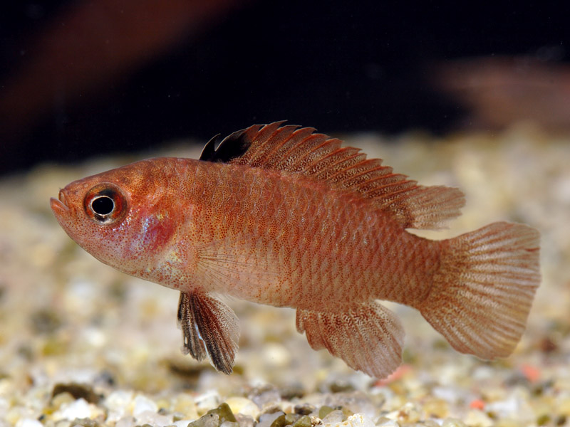Male of Dario hysginon.