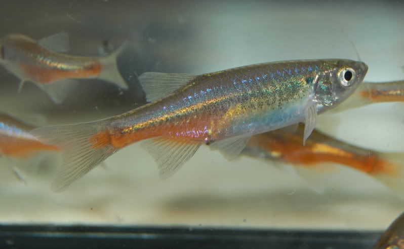 Like others in the genus this species is best maintained in a group.