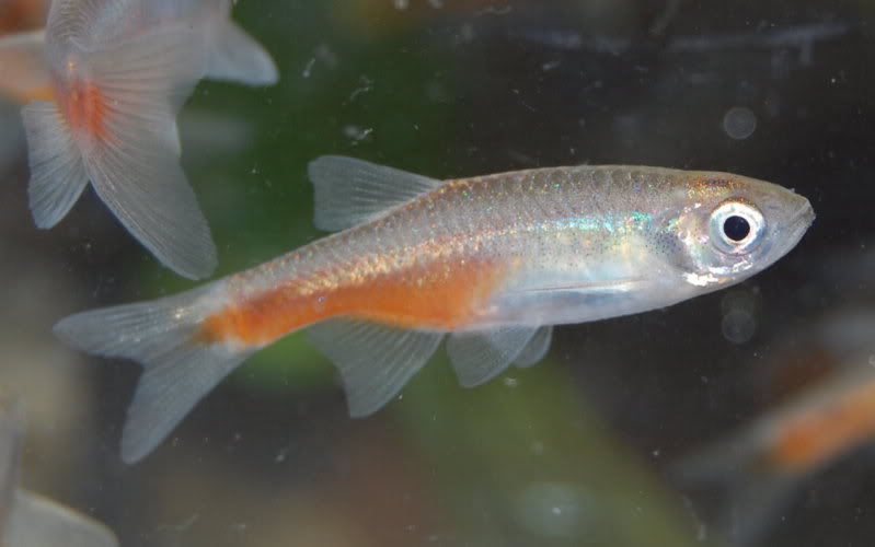 The cleithral spot can appear less intense depending on the angle and quality of light hitting the fish. Here faded...