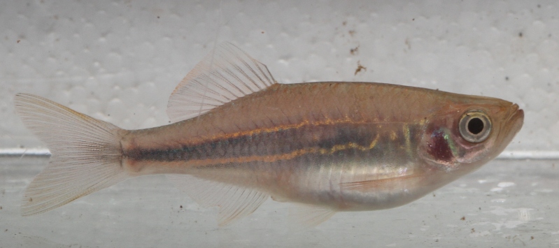 This specimen is exhibiting slightly faded colouration due to being isolated for photographic purposes.